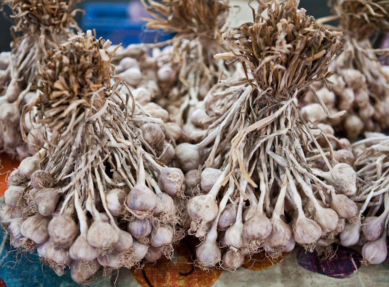 Garlic from Lao seed